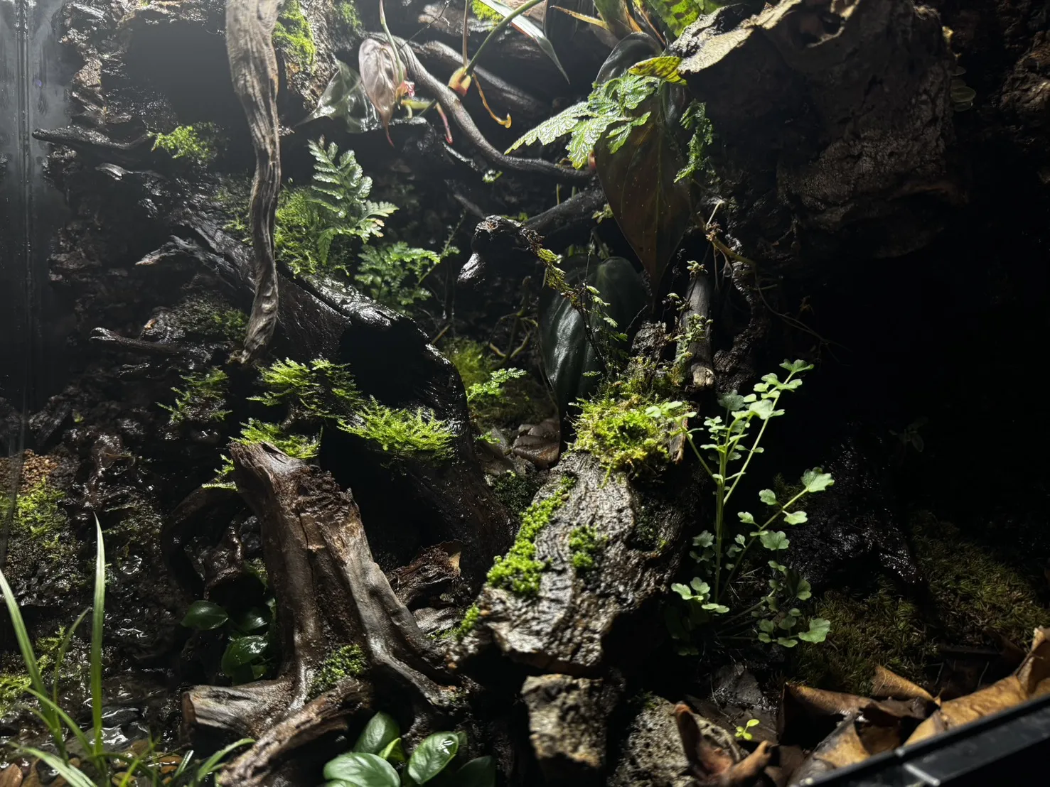 箭毒蛙生態雨林缸(雙面觀賞)(45cm*45cm*60cm)