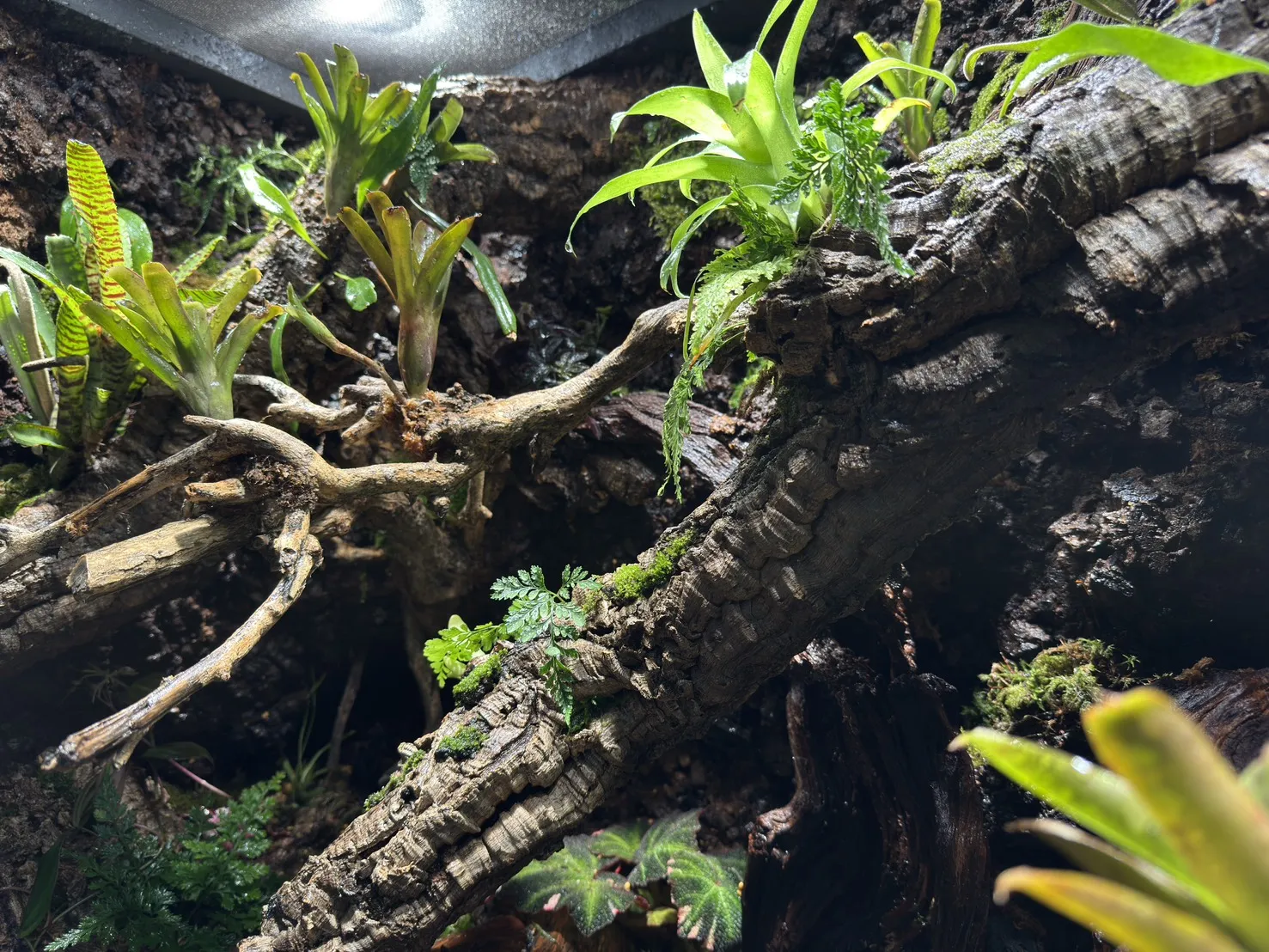 中大型箭毒蛙生態雨林缸(115cm*60cm*100cm)