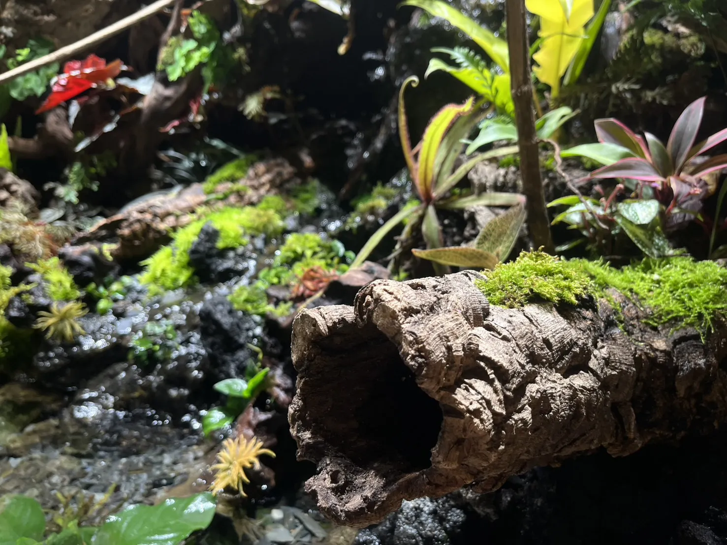 瀑布溪流大型生態雨林造景(167cm*91cm*124cm)