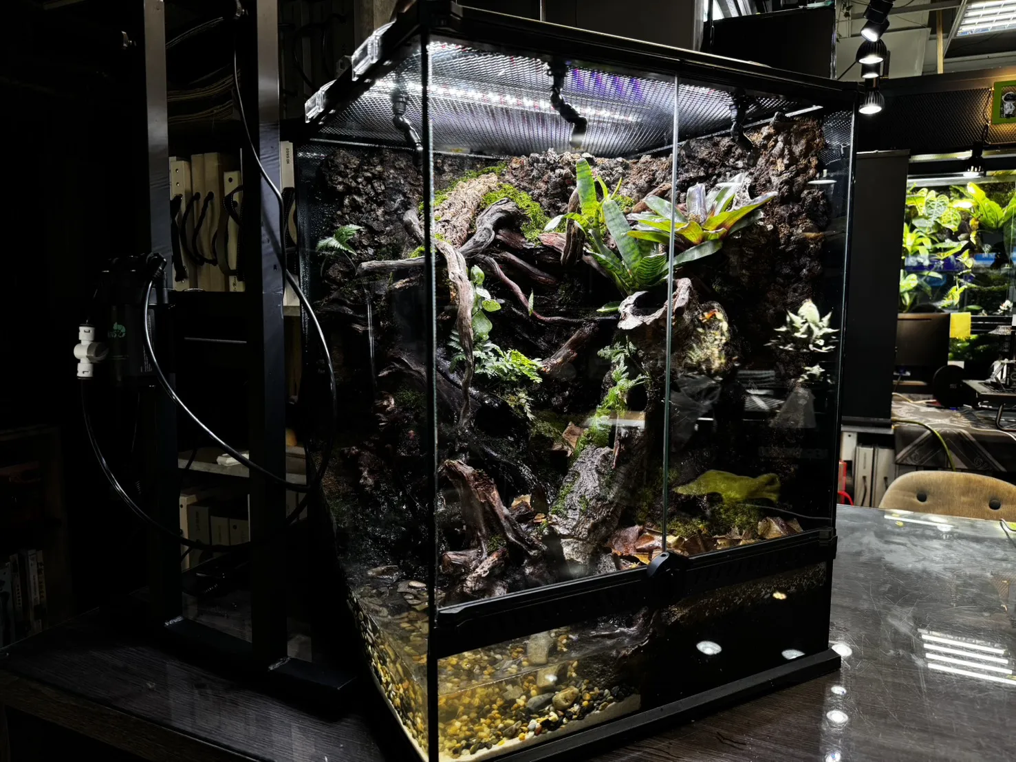 箭毒蛙生態雨林缸(雙面觀賞)(45cm*45cm*60cm)
