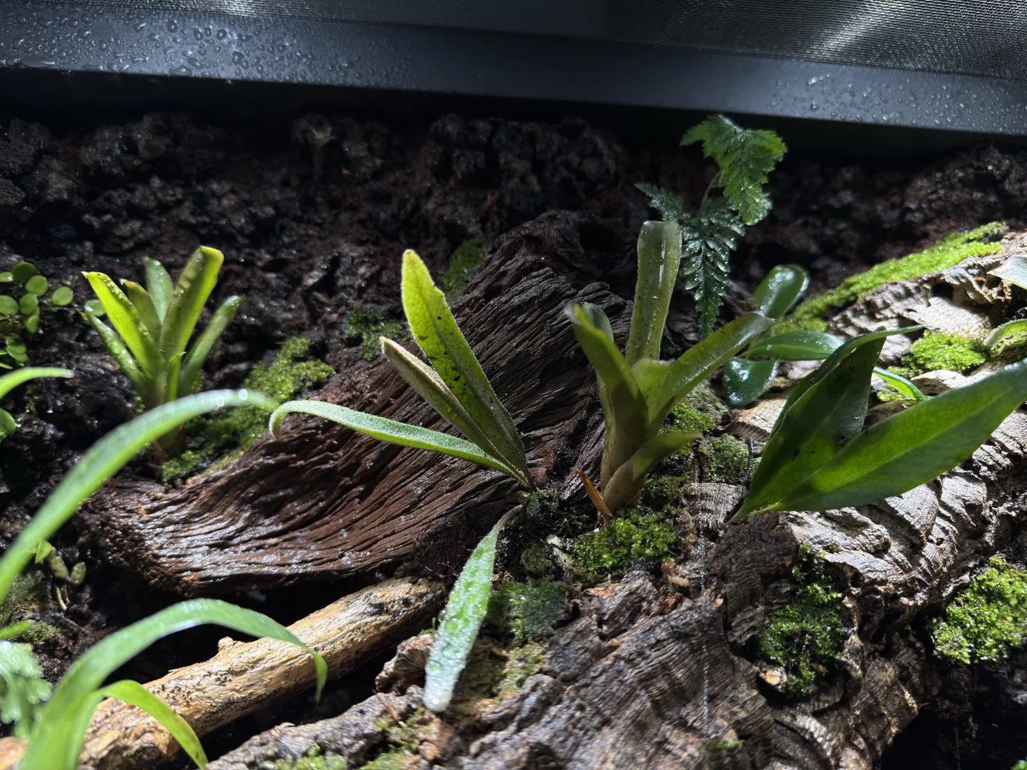 中大型箭毒蛙生態雨林缸(115cm*60cm*100cm)