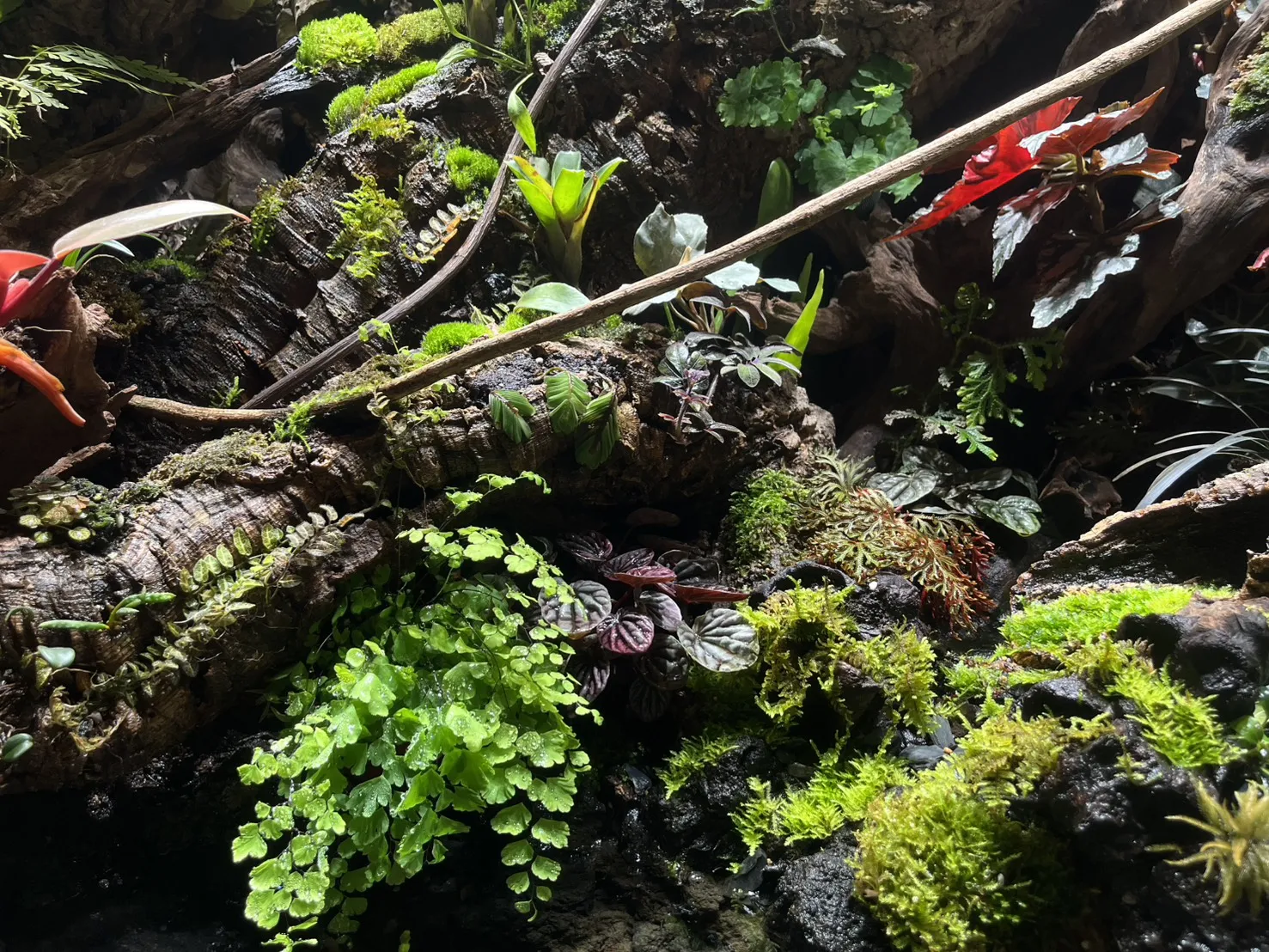 瀑布溪流大型生態雨林造景(167cm*91cm*124cm)