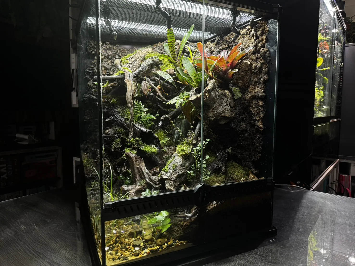 箭毒蛙生態雨林缸(雙面觀賞)