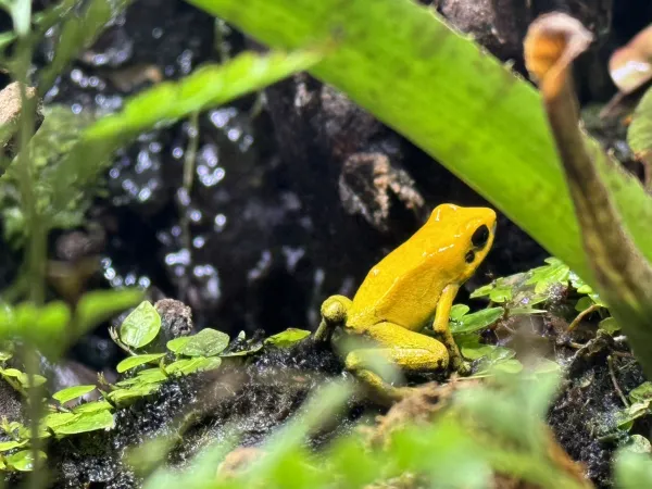 飼養類別