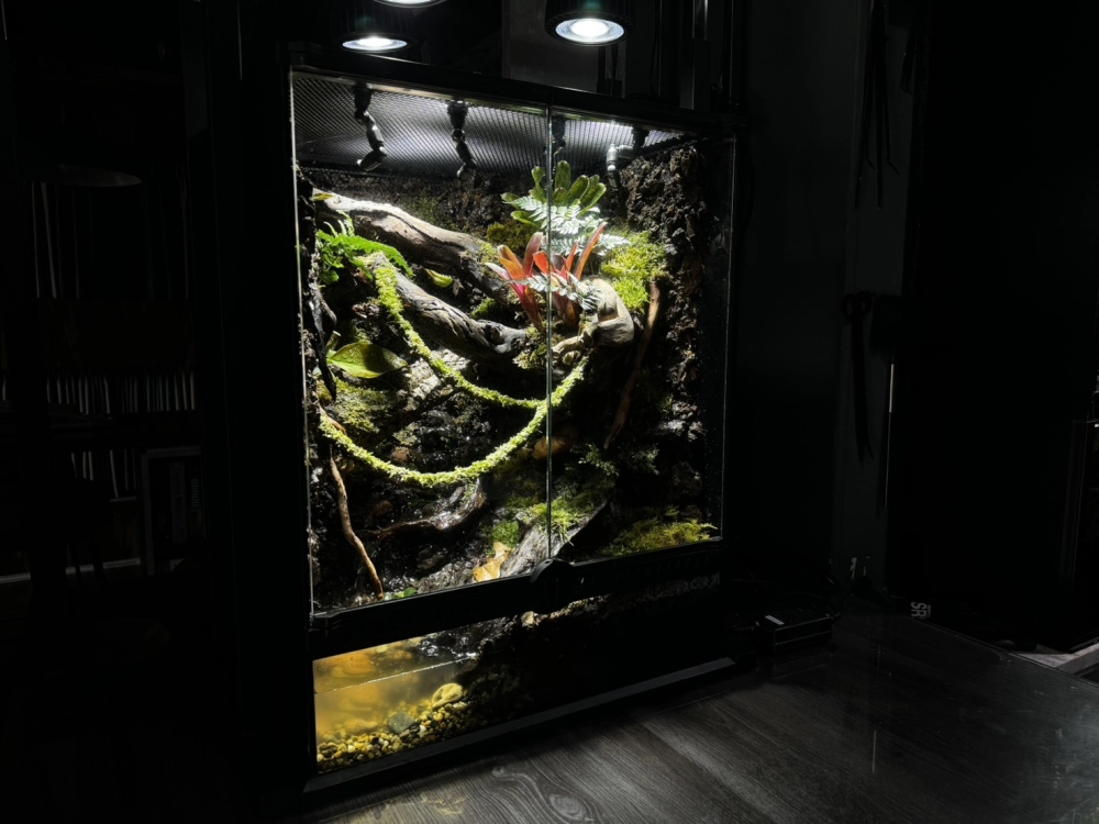 樹棲生態雨林缸