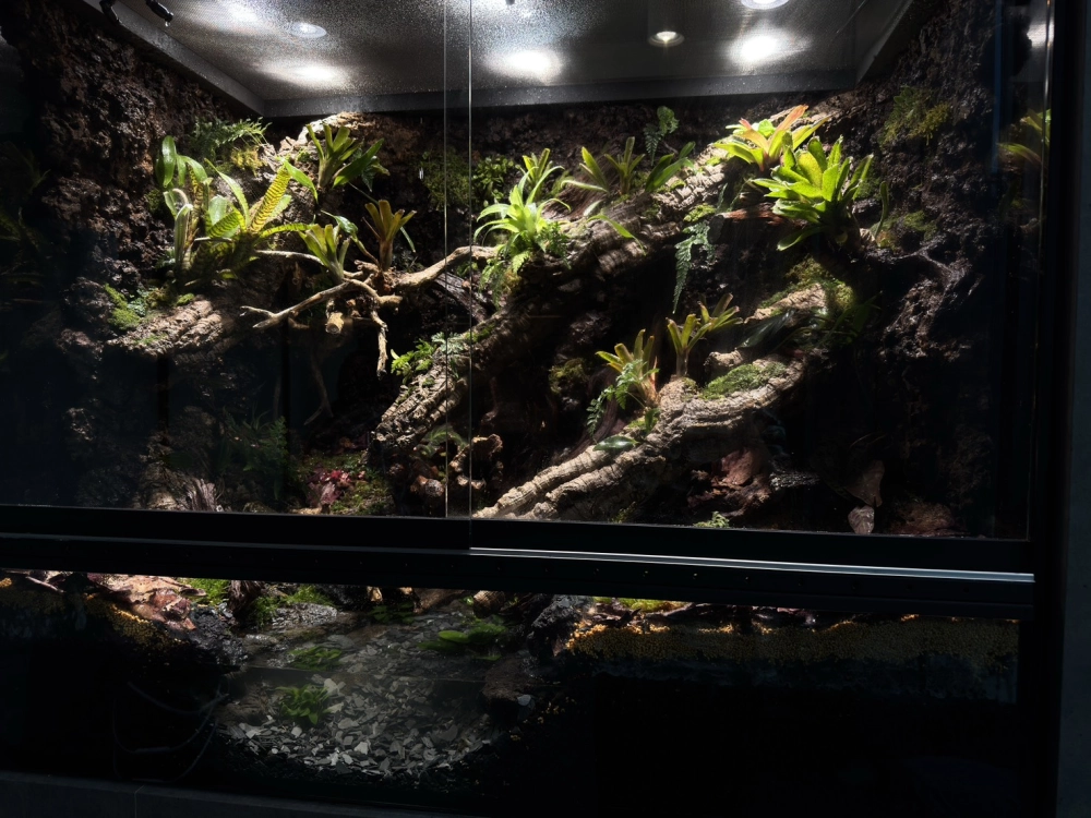 中大型箭毒蛙生態雨林缸(115cm*60cm*100cm)