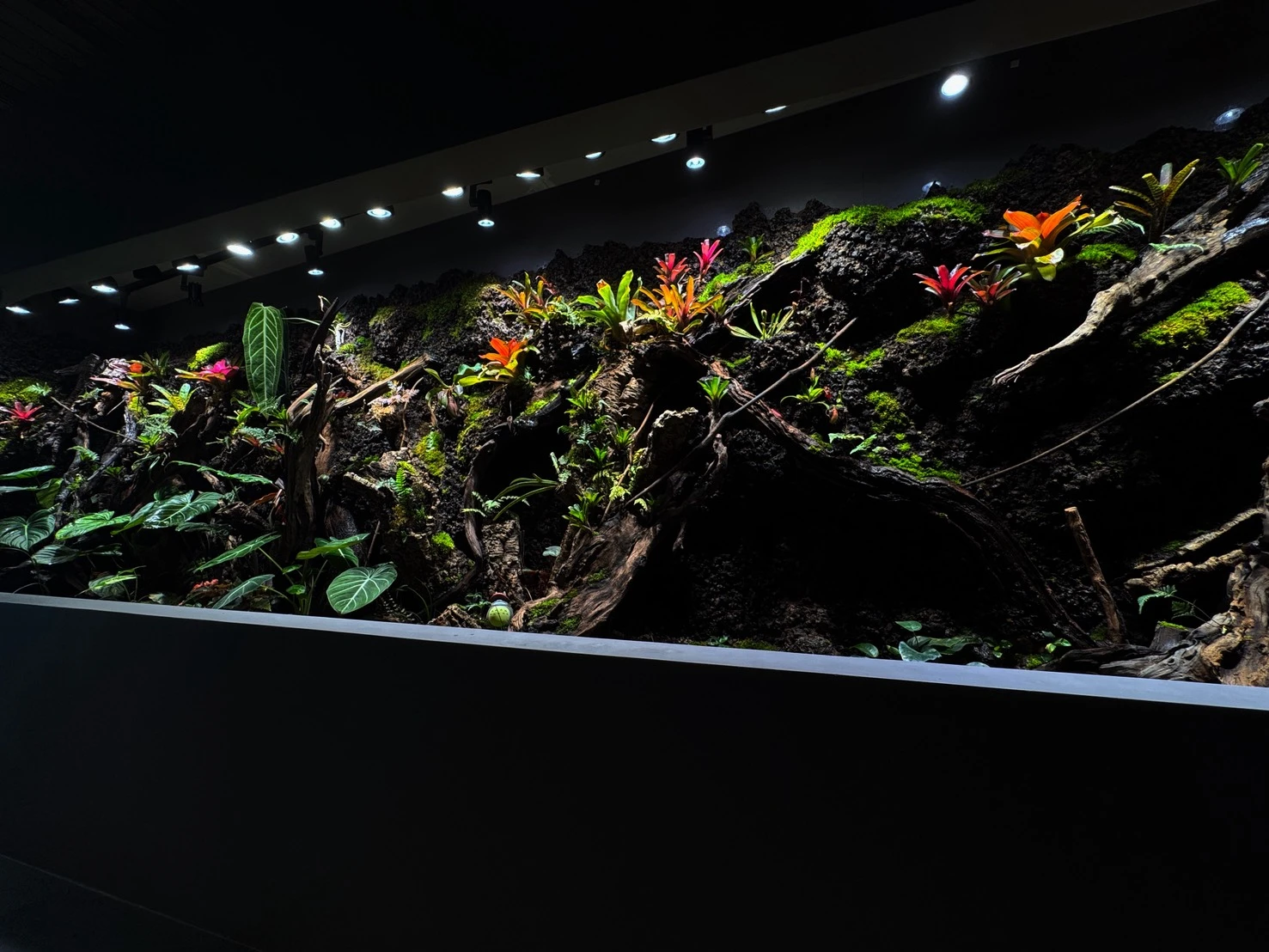 大型景觀生態雨林缸(564cm*88cm*59cm)