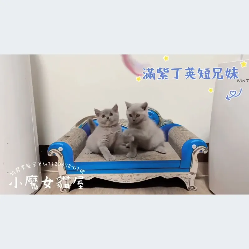 滿紫紫丁兄妹，英短，3個半月