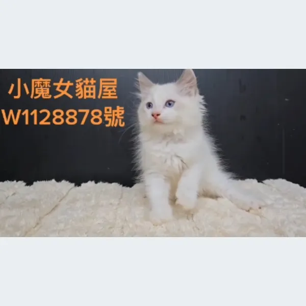 藍布偶雙色弟弟，3個月