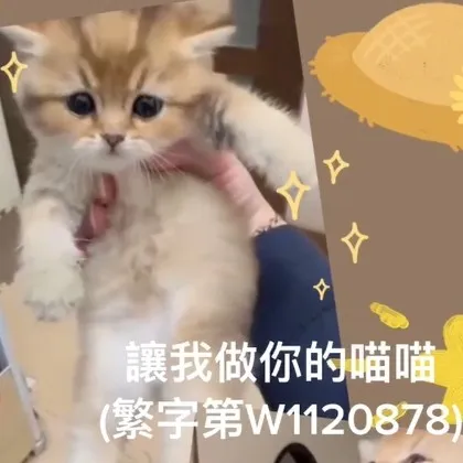 金漸層弟弟2位