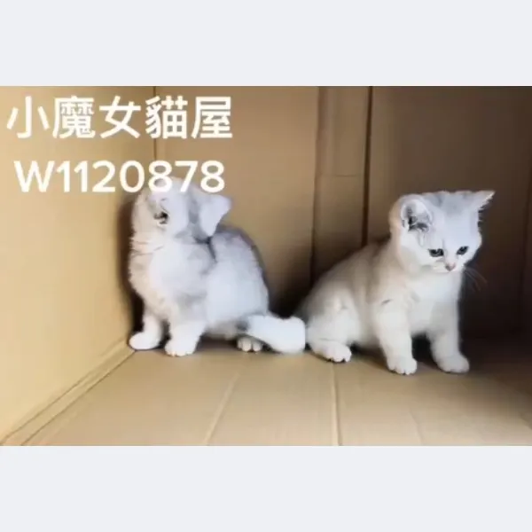 銀漸層妹妹2位