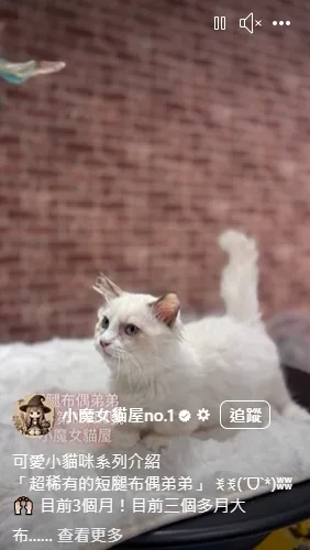 超稀有的短腿布偶弟弟