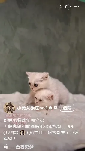 肥嘟嘟的銀漸層弟弟跟妹妹