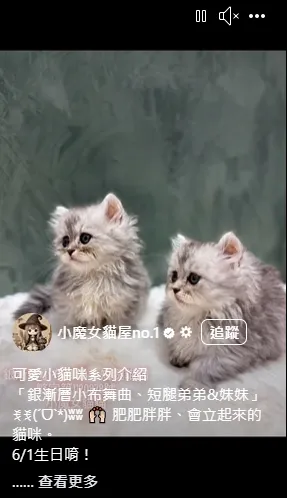 銀漸層小布舞曲、短腿弟弟&妹妹