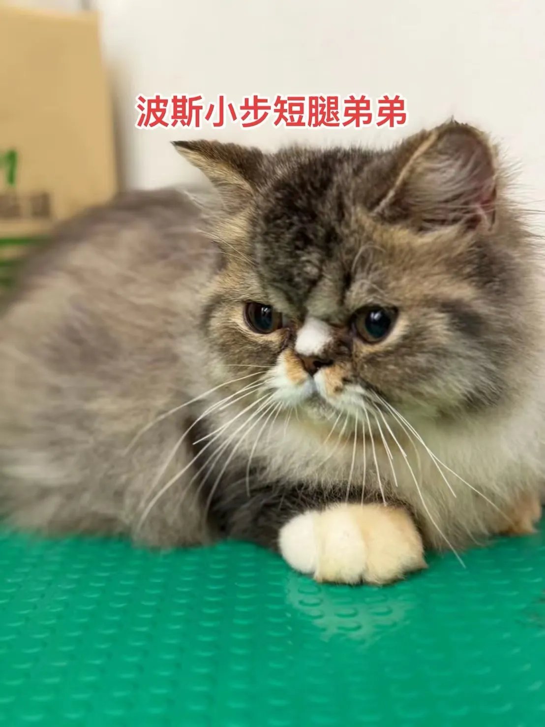 波斯小步短腿弟弟