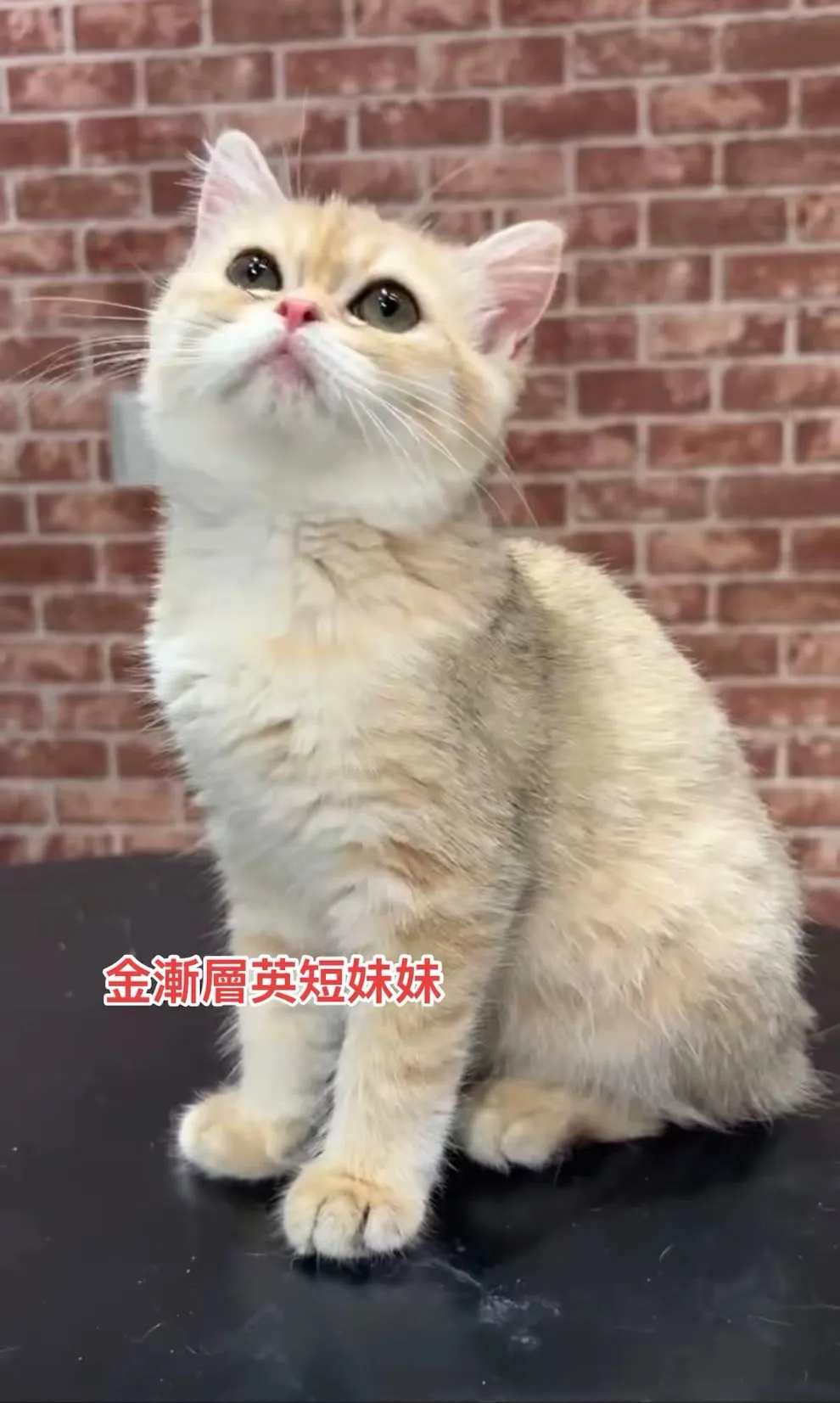 金漸層 英短妹妹