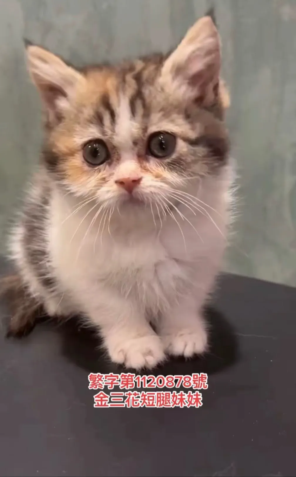 金三花短腿妹妹