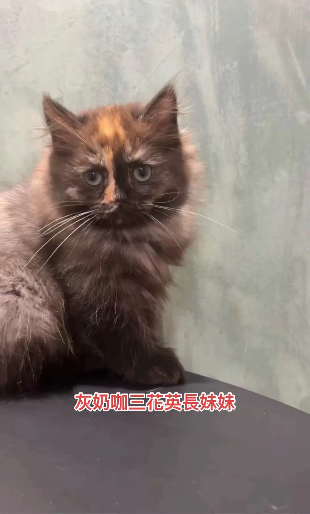 灰乃咖三花英長妹妹