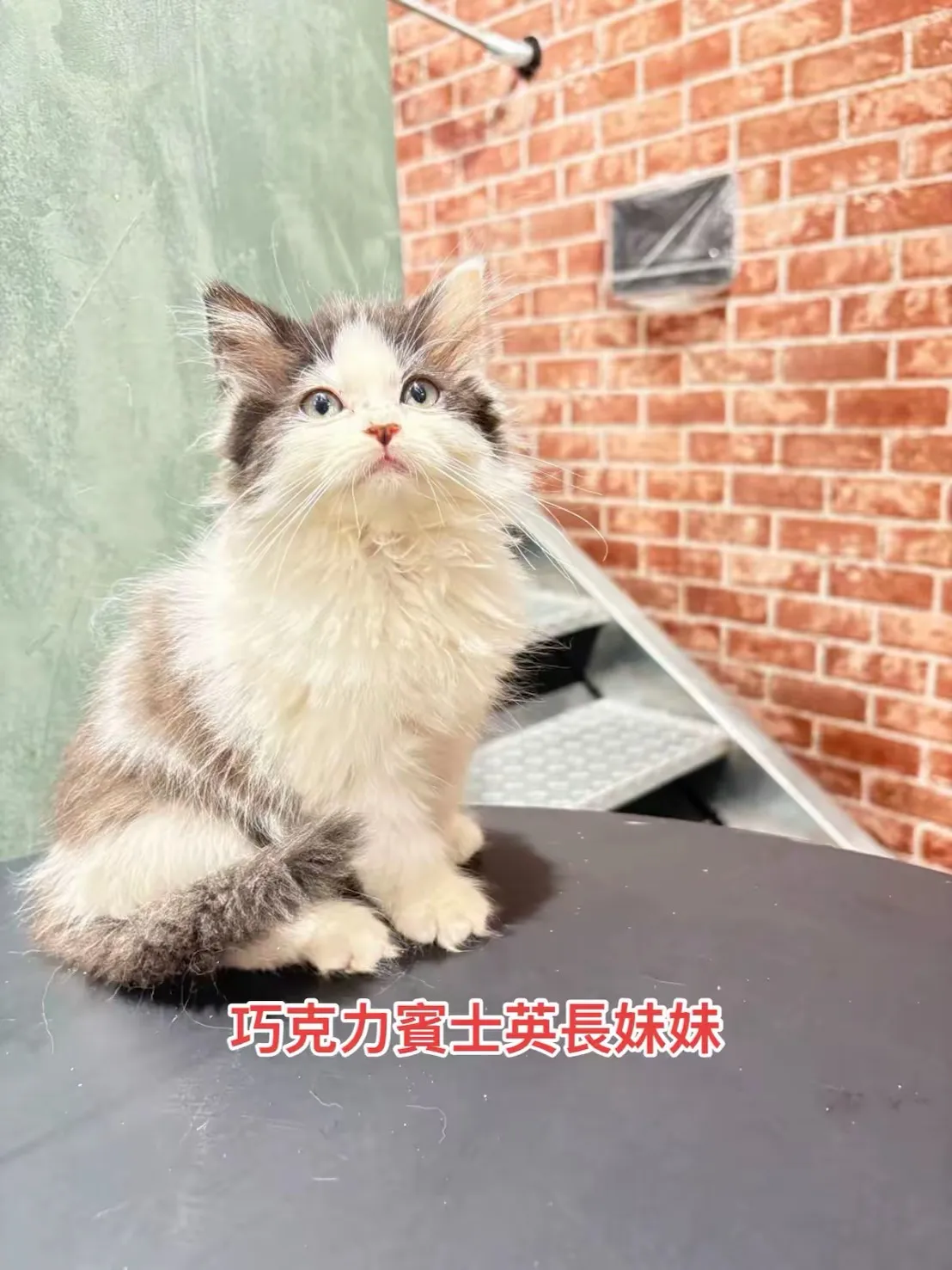 巧克力賓士英長妹妹