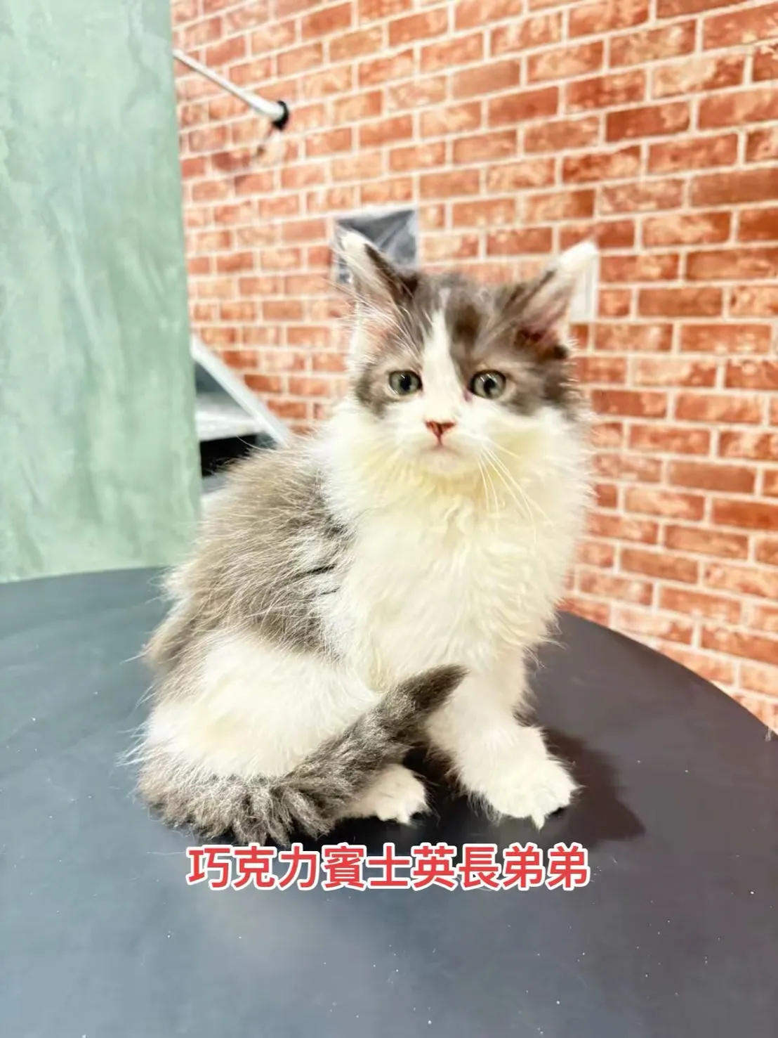 巧克力賓士英長弟弟