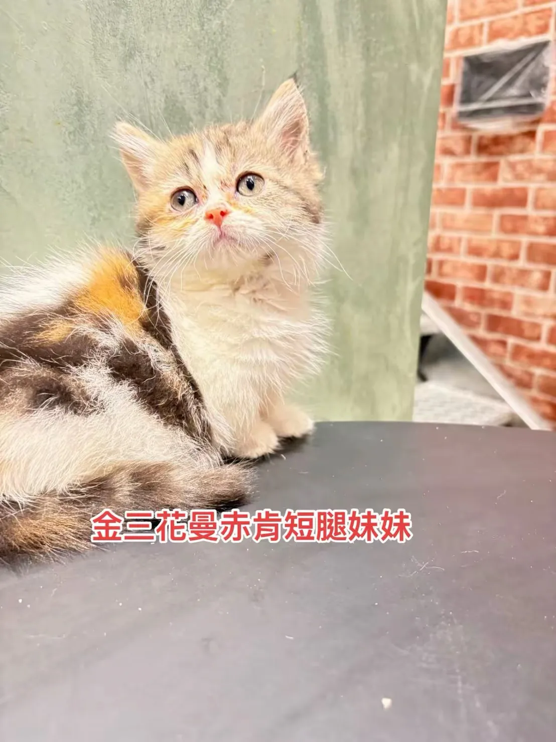 金三花曼赤肯短腿妹妹