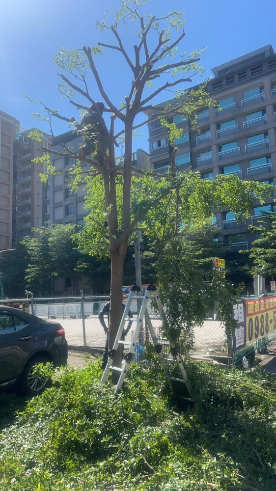 路樹修剪