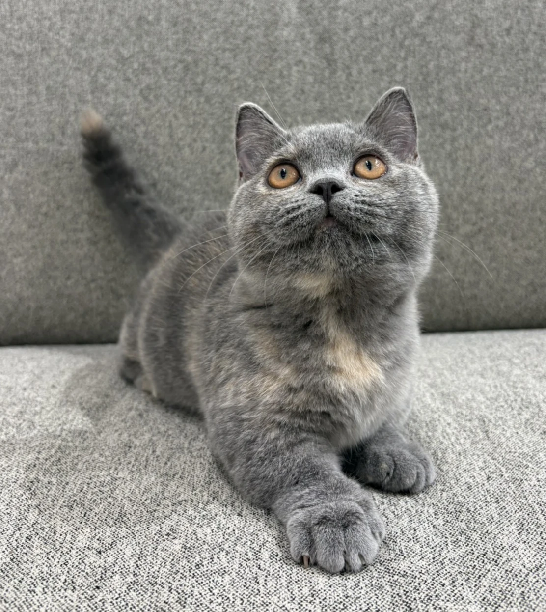藍奶曼赤肯妹妹