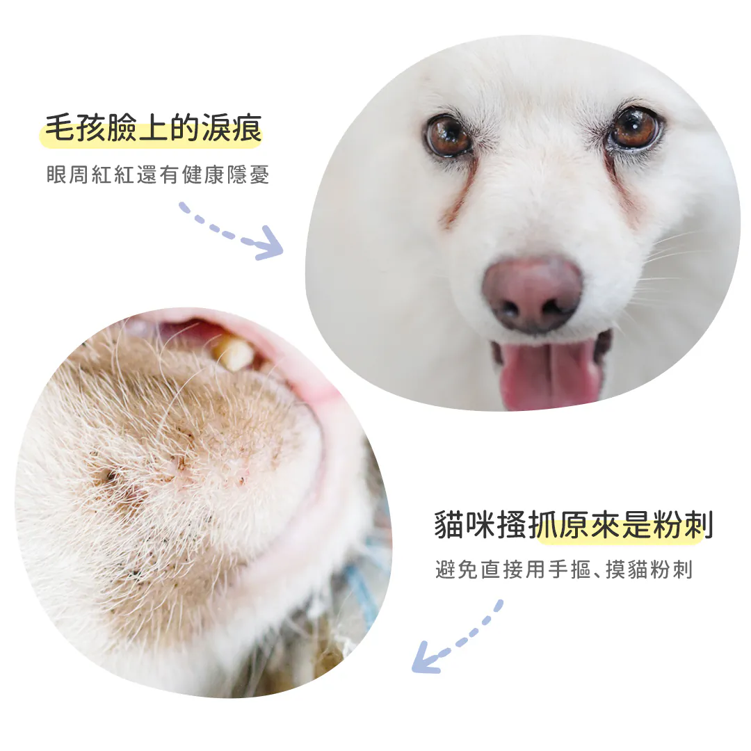 黃金盾 寵物潔顏乾洗慕斯 50ml