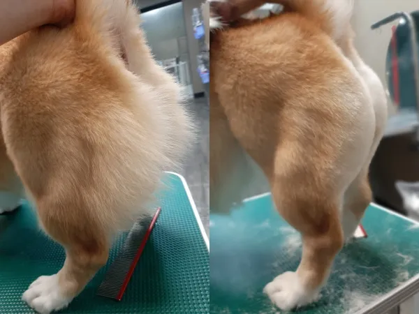+200修圓屁屁 柴犬