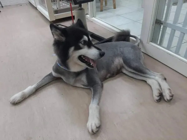 中大型犬