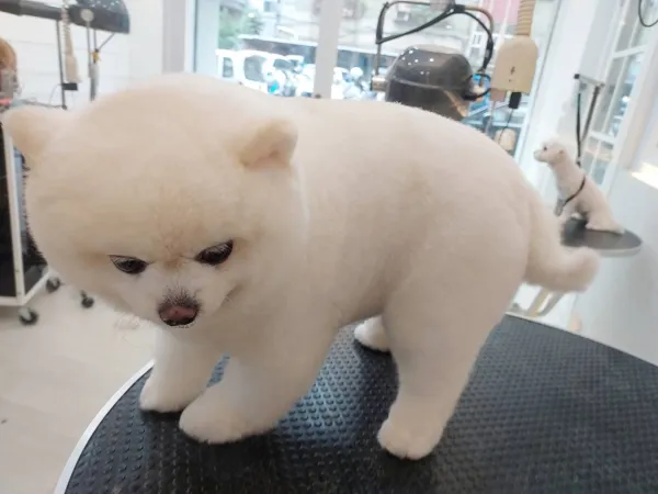 博美