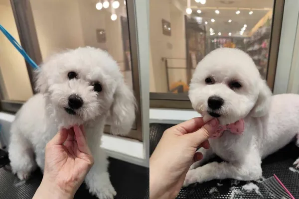 比熊