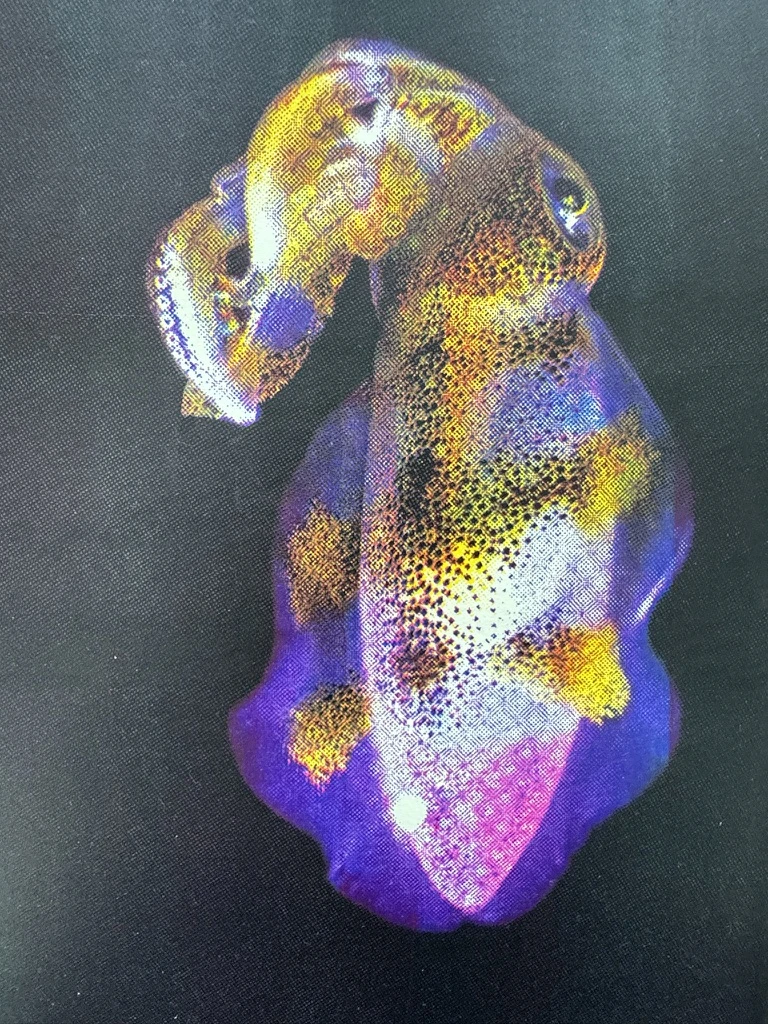 愛上海洋❤️邀請潛水老師分享藝術與攝影
