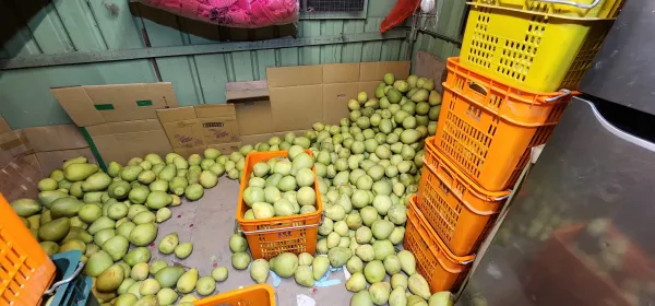 柚子裝箱