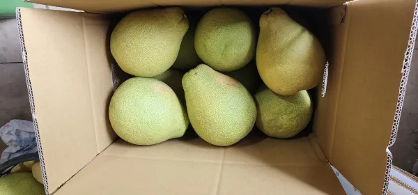 柚子裝箱