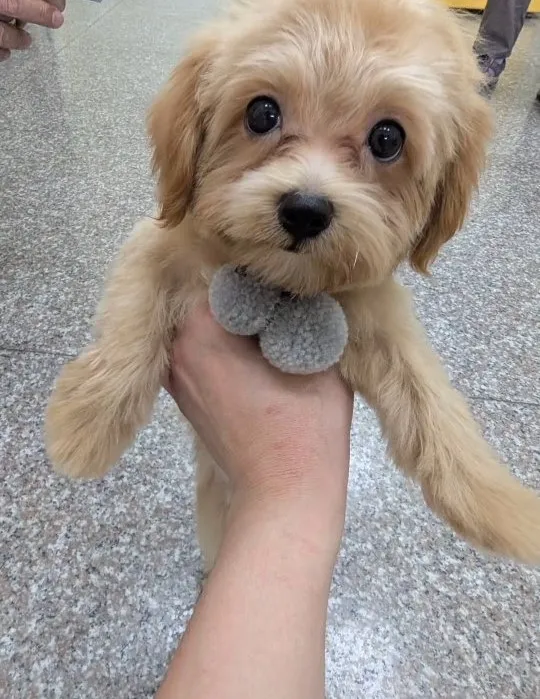 寵物美容會不會讓寵物感到壓力？/狗狗SPA/台中狗狗SPA