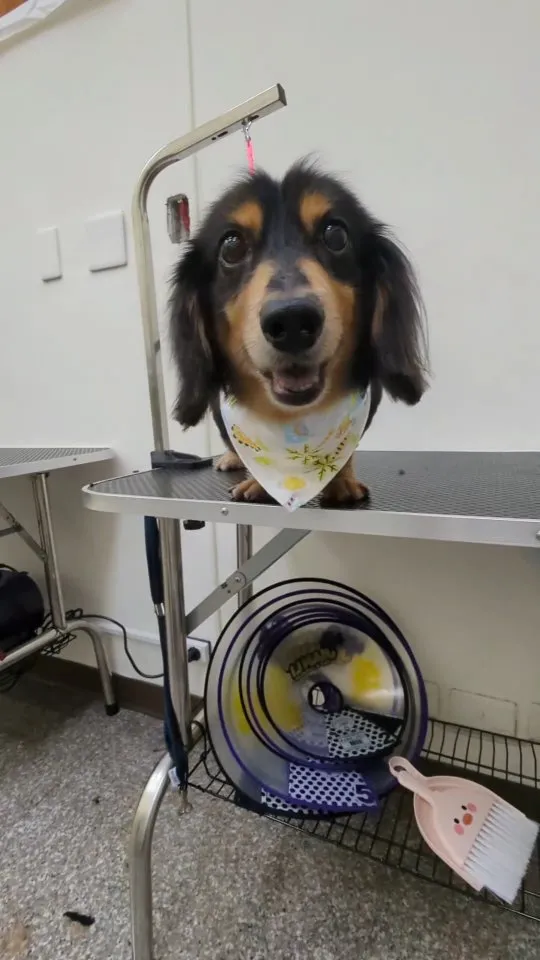 寵物美容需要注意什麼事項？/寵物剪毛/台中寵物剪毛