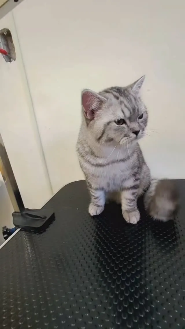 如何選擇適合的寵物美容店？/寵物美容店/台中寵物美容店