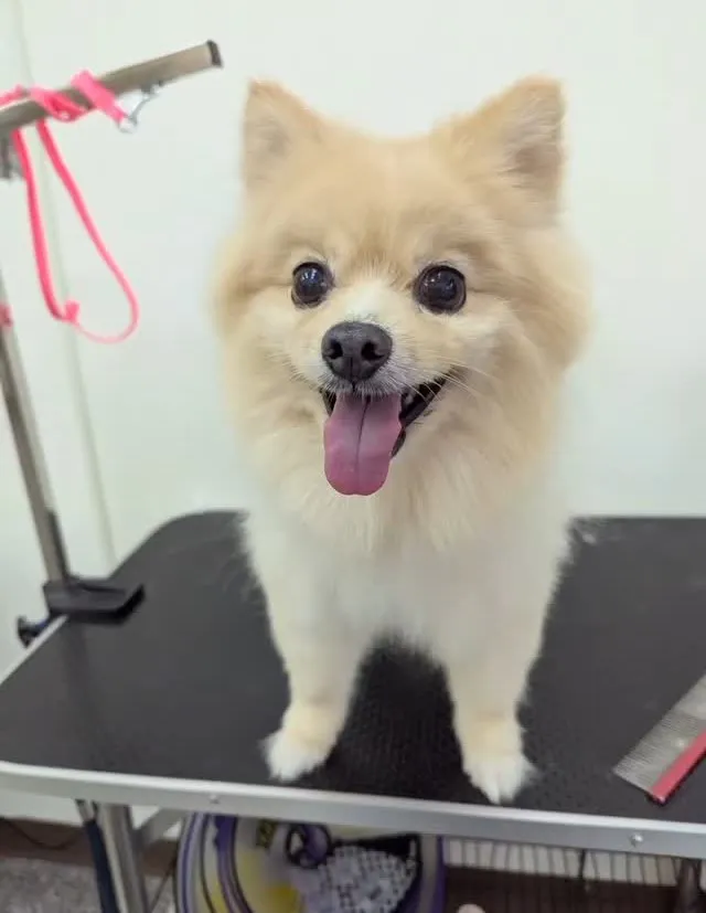 寵物SPA對改善皮毛有幫助嗎？/寵物美容SPA /台中寵物美容SPA 