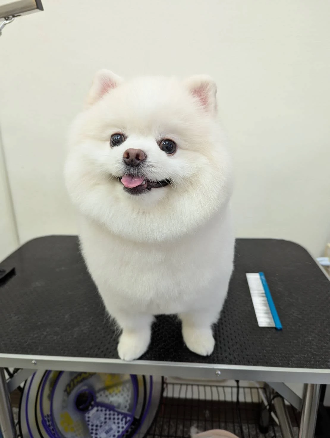 寵物美容一定會讓狗狗