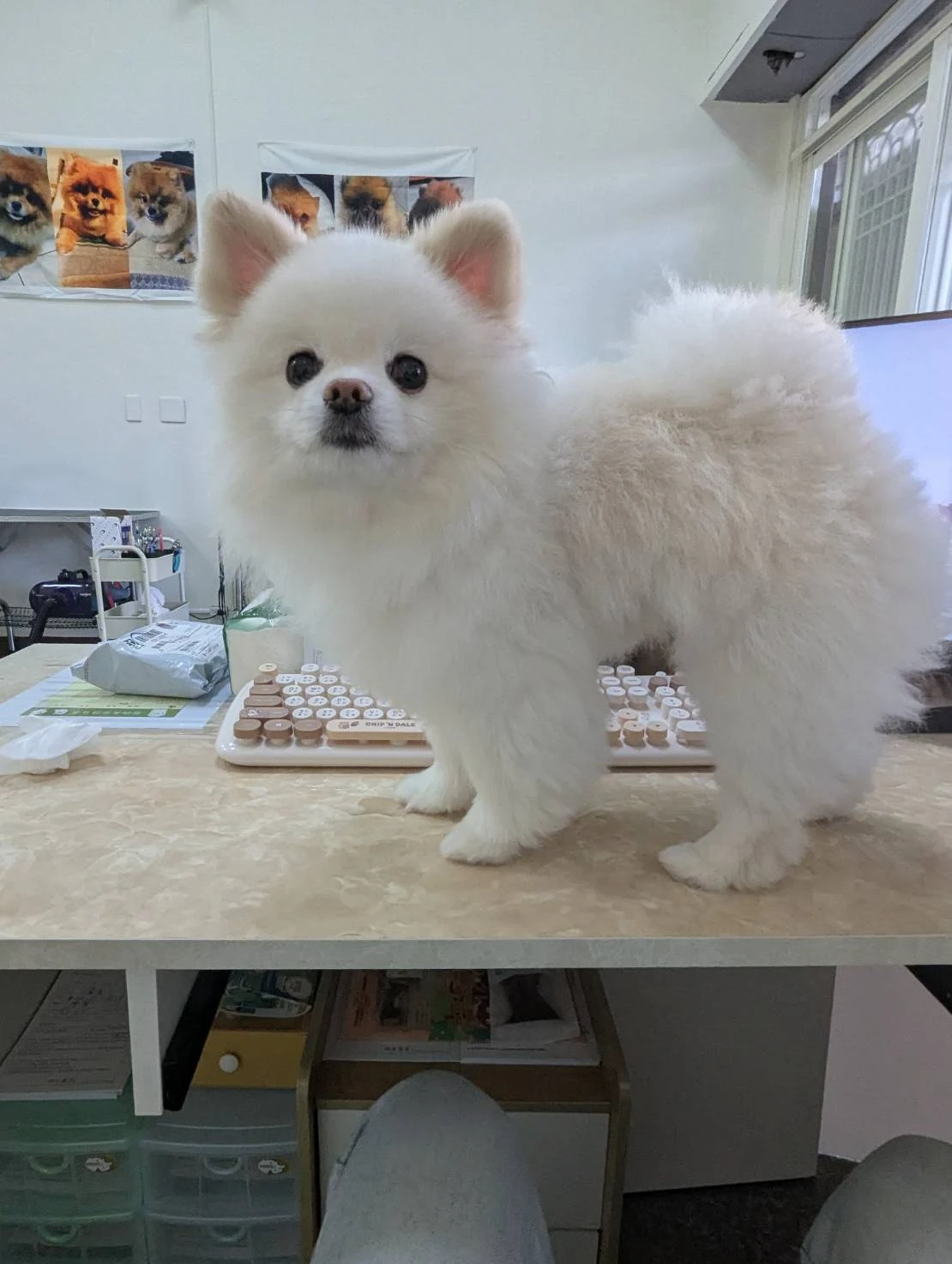 狗狗在家洗就好了，為