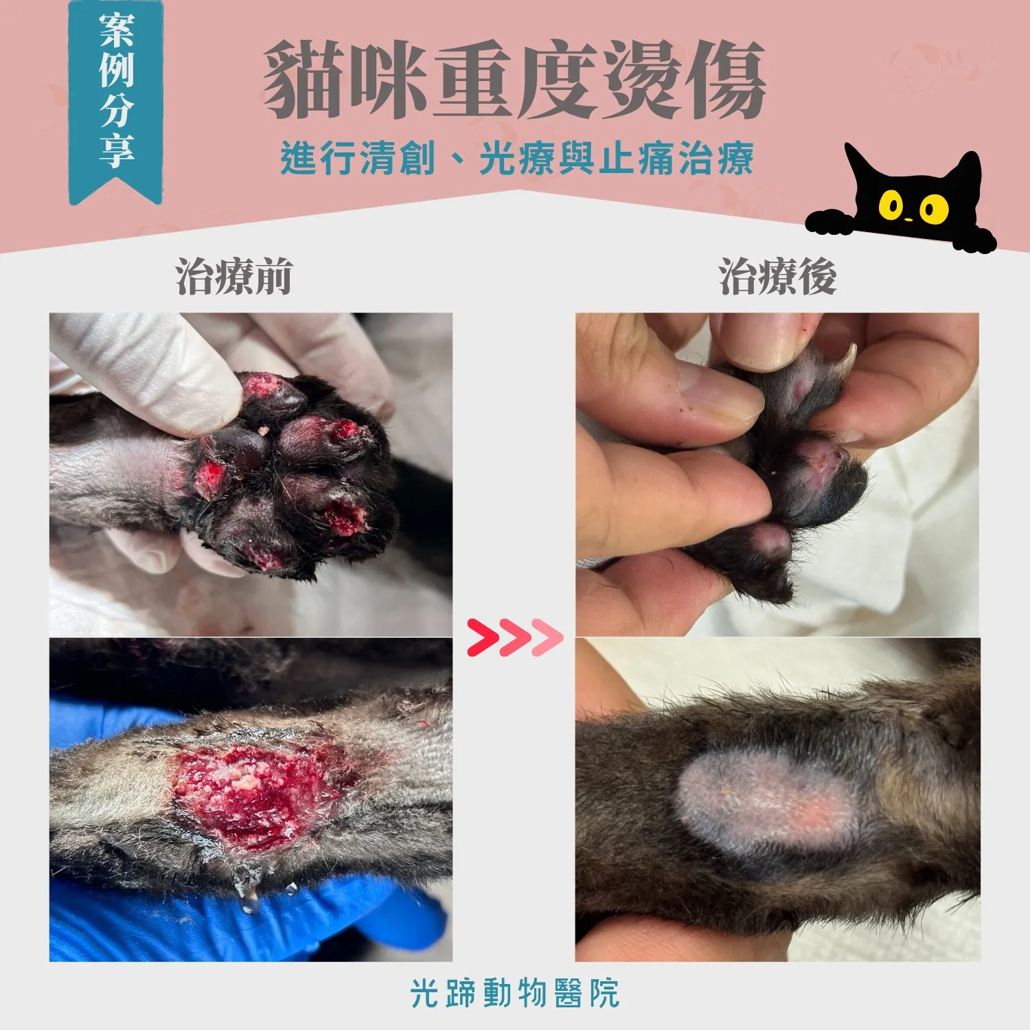 【火災中的奇蹟 — 小貓的四腳傷痕】