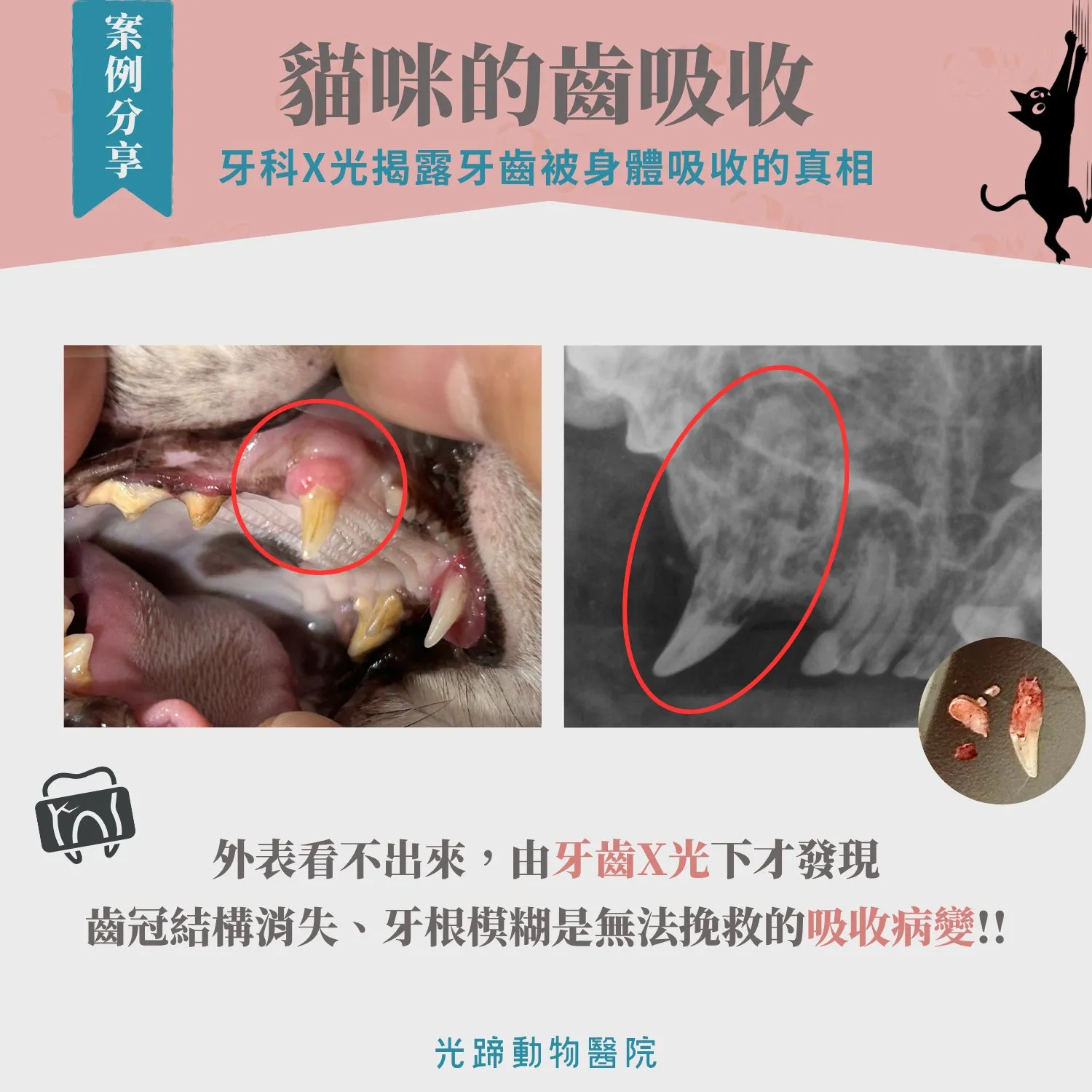 貓咪洗牙檢查後，發現「齒吸收」！