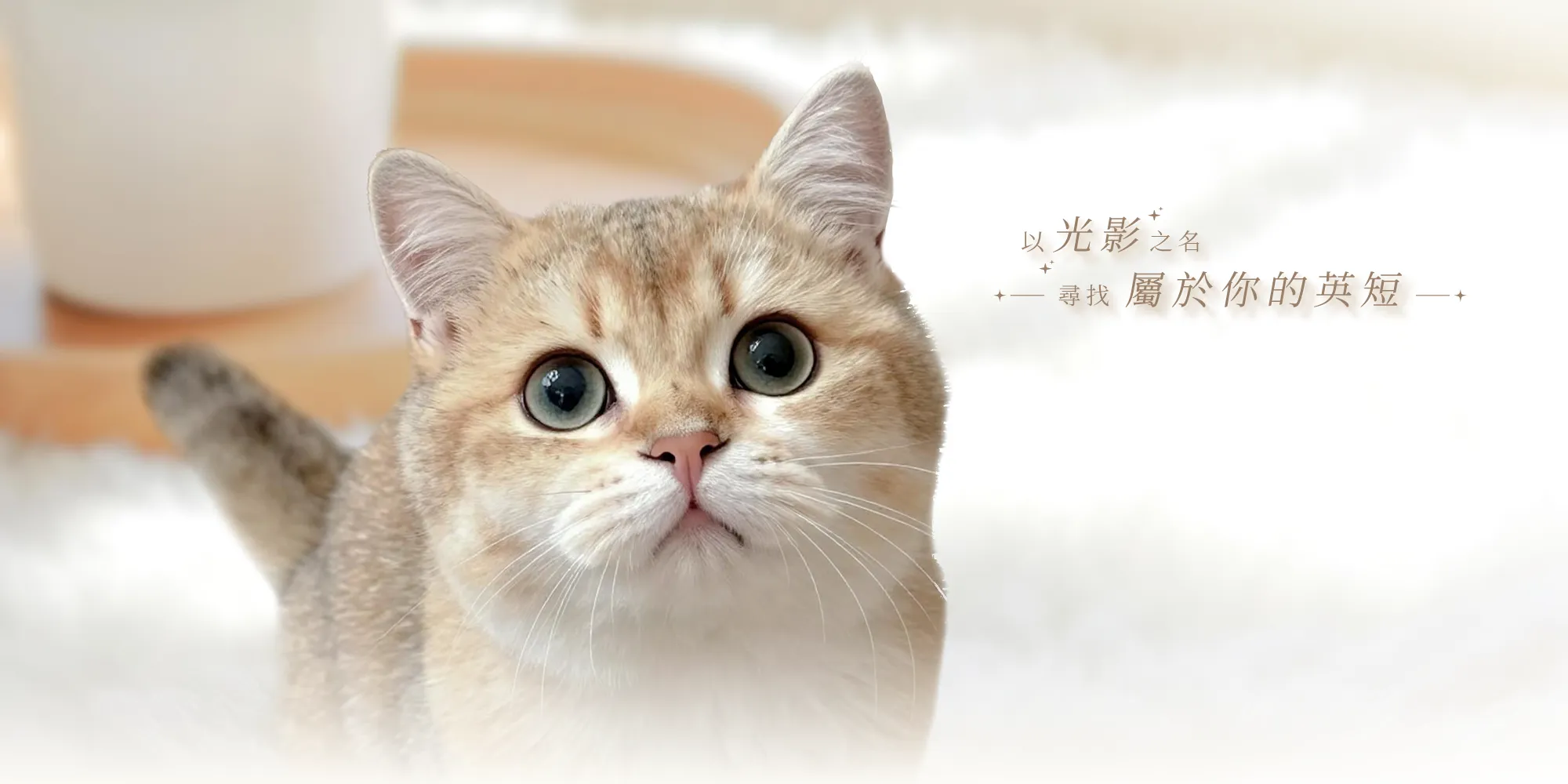 光影英短貓舍