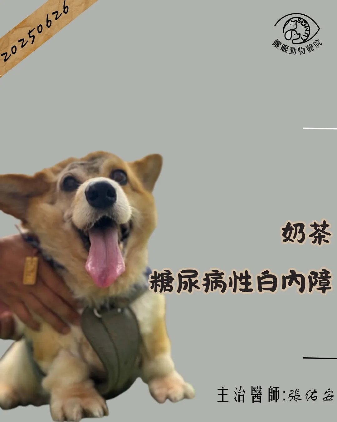 【奶茶重見光明的故事】狗狗糖尿病性白內障你需要知道的事