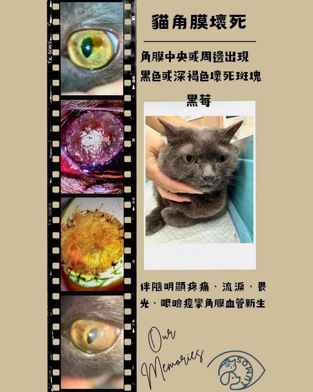 貓角膜壞死片（角膜腐骨） | 貓眼科推薦,新竹貓眼科推薦,東區貓眼科推薦