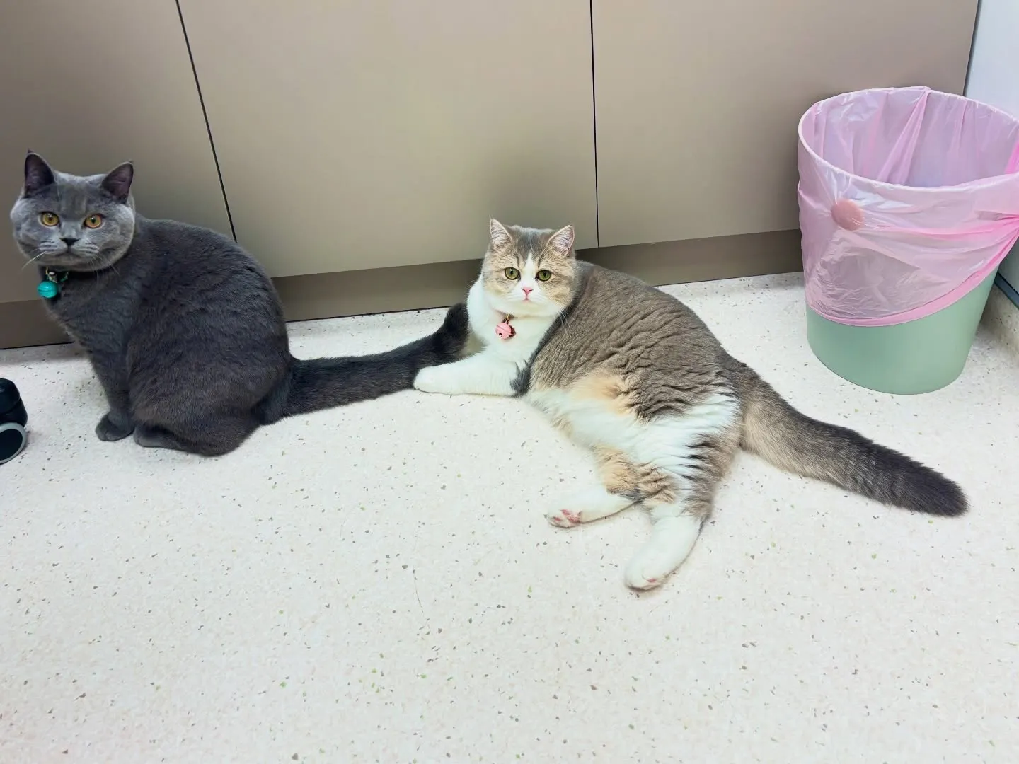 還沒準備好當「阿公阿嬤」記得為毛小孩安排結紮喔！| 新竹毛孩結紮 | 新竹動物醫院結紮 | 新竹貓咪結紮優惠 | 新竹結紮補助 | 新竹貓咪結紮補助 | 新竹毛孩結紮術前檢查