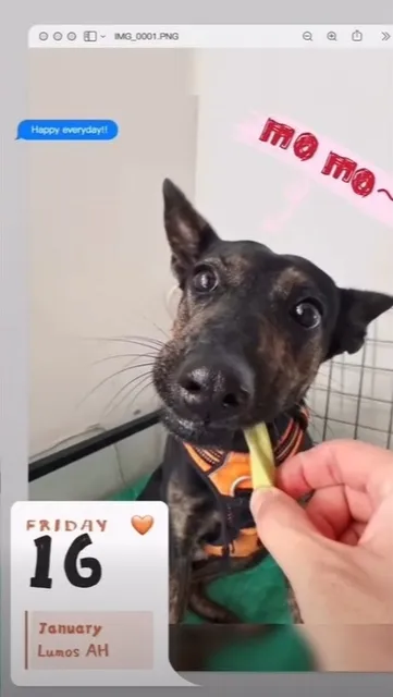 【車禍重創骨折復原之路 — Momo 的重生奇蹟】