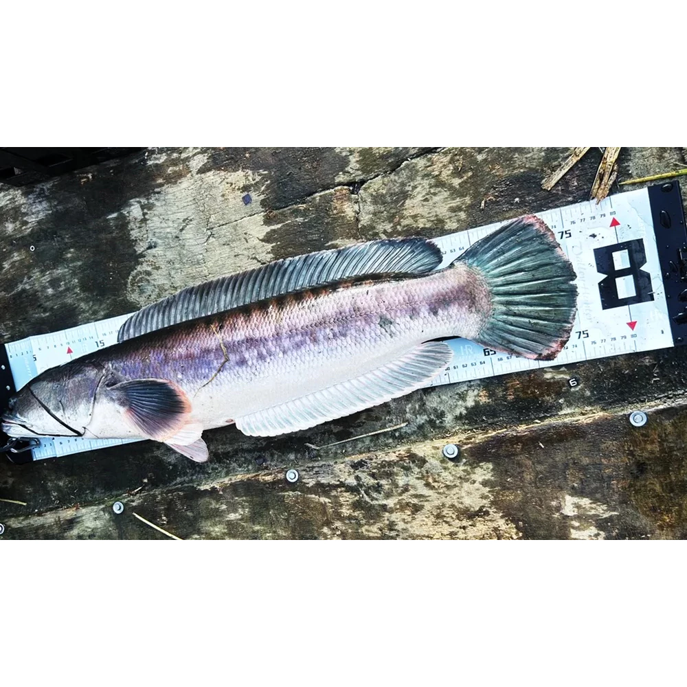 【LUREER】 鬼刃 Ghost Blade 0682 STG 大物曲柄鉤 魚虎 雷強 熱狗 烏山頭 路亞 曲柄鉤