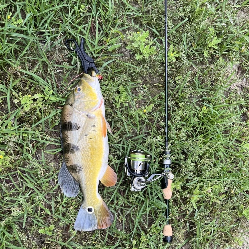 【LUREER】 釣之屋 探溪 溪流旅竿 534UL / 5115UL 《全Fuji配件》多節竿 旅竿 溪流竿 馬口竿